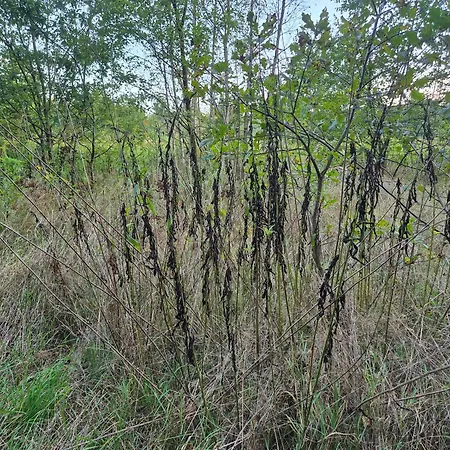 Leoland - Zero Udogodnien Luksustelt Babice (Raciborz)