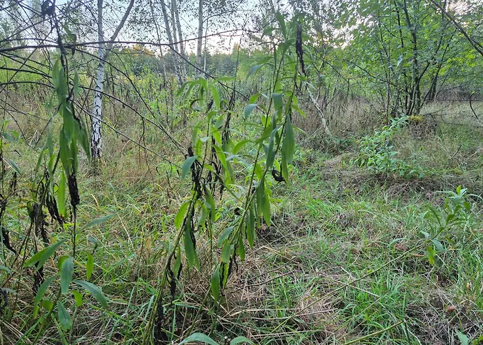 LeoLand - miejsce na namiot - Zero Udogodnień Luksusowy namiot