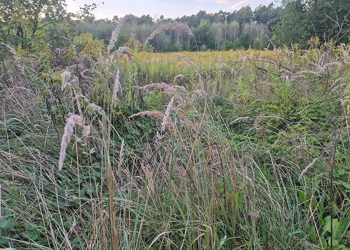 LeoLand - miejsce na namiot - Zero Udogodnień Luksusowy namiot