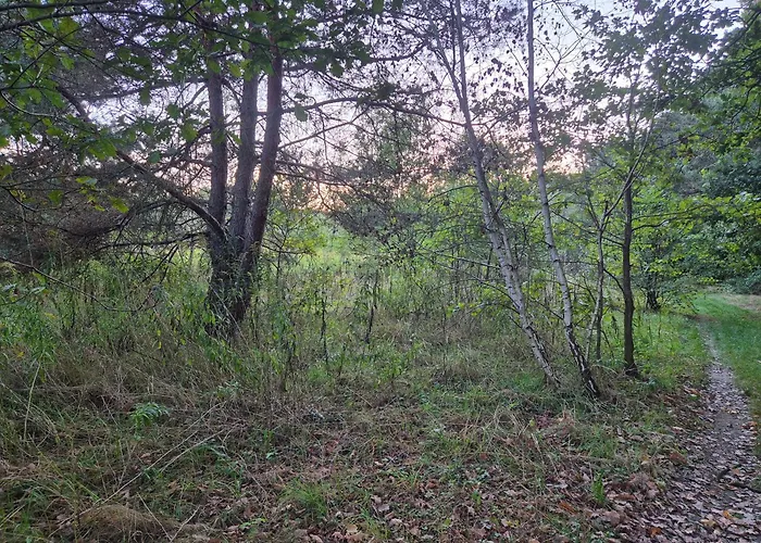 LeoLand - miejsce na namiot - Zero Udogodnień Luksusowy namiot *