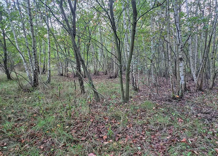 LeoLand - miejsce na namiot - Zero Udogodnień Luksusowy namiot *