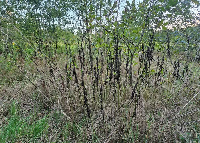 LeoLand - miejsce na namiot - Zero Udogodnień Luksusowy namiot Babice (Raciborz)